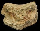 Ceratopsian Dinosaur Toe Bone - Alberta (Disposition #-) #67590-1